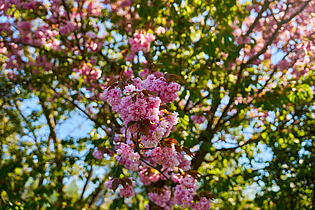 Kirchbaum