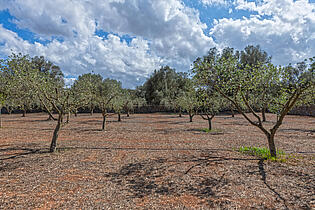 Olive grove