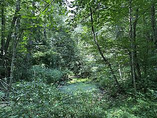 Schwimmteich