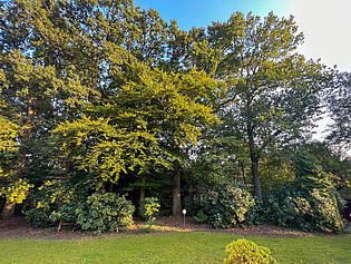 Garten (Spätsommer)