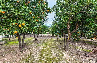 Haus in Soller, Mallorca-Orangenbäume  