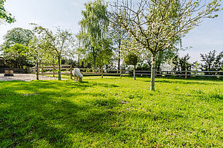 Ponybereich