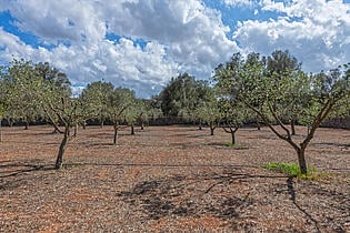 Olive grove