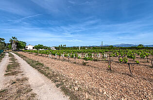 Finca Sencelles, Mallorca - views