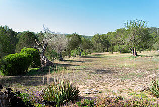 KPI1338 - Finca en venta - Finca zu verkaufen - Finca for sale - Finca te koop - www.kensington-ibiza.com - Noelle Politiek