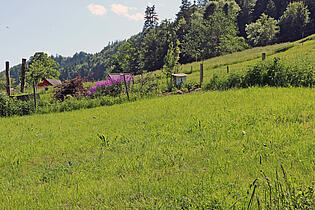 KZO00014 4.5 Zimmer Einfamilienhaus in Bäretswil - kleine Weide hinter dem Stall