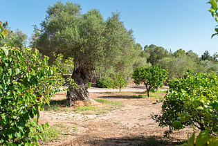 KPI1338 - Finca en venta - Finca zu verkaufen - Finca for sale - Finca te koop - www.kensington-ibiza.com - Noelle Politiek