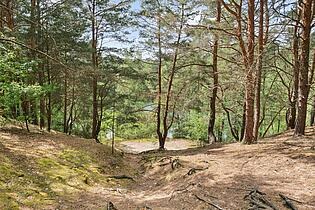 Wald