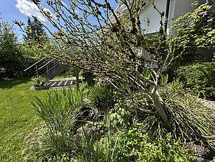 Kleiner Gartenteich