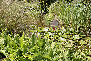 Teich